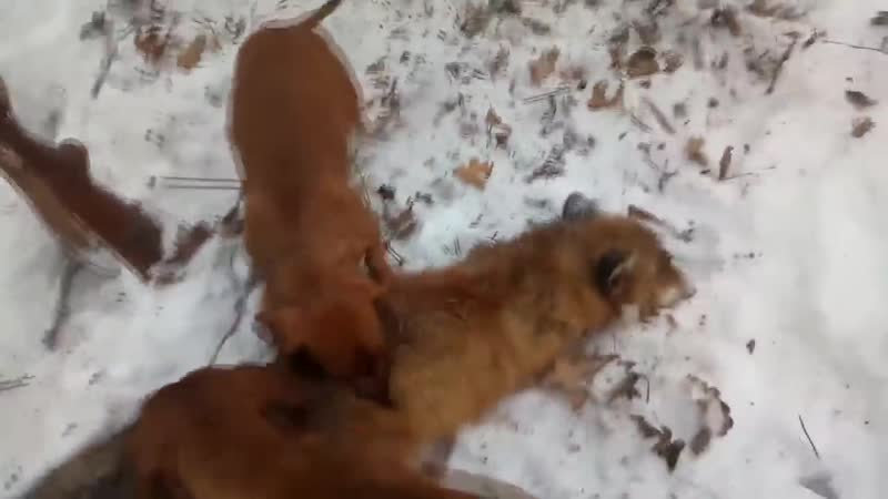 Охота с таксой на лису зимой
