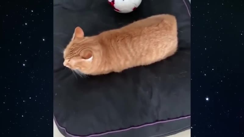 Квадратный кот