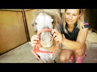 Lady katarzyna zielińska owns the shortest horse in the world