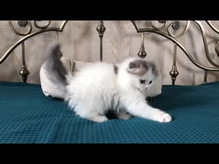 Kalani jasmine, помёт "j", д/р