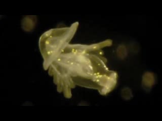 Mystery marine larvae