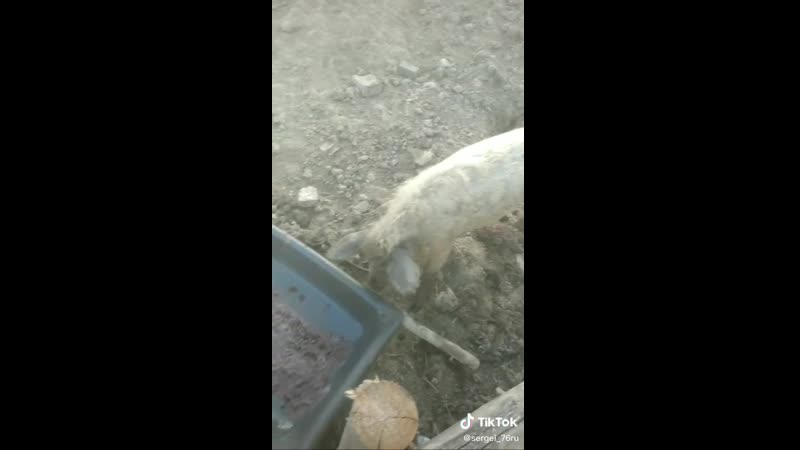 Нажрался как свинья