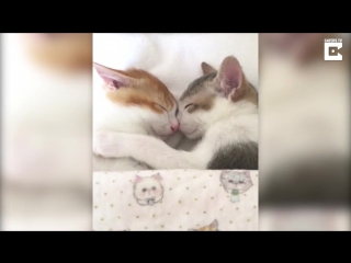 Adorable kitten twins love to sleep side by side