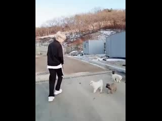 Cute little hoshi playing with puppies to give you a reason to smile