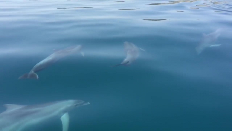 Крым встреча с дельфинами в районе коктебеля!