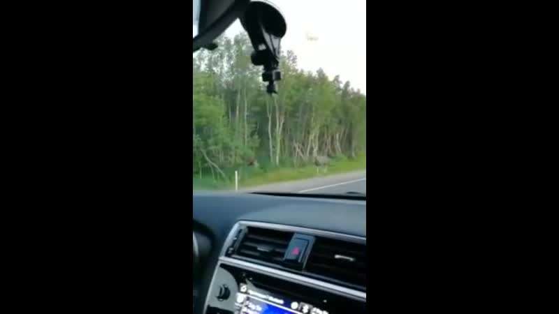 Возле дороги на аэропорт бродят лоси