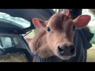 Guy drives 18 hours to save two baby cows the dodo adoption day