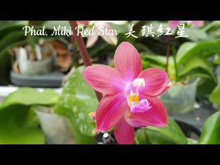 Phal miki red star ( = yaphon rich woman × tetraspis c1 )