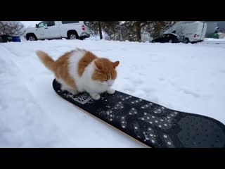 Taddy snowskate 2020 best cat skate video ever! “hustle to meowtivate“