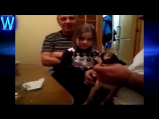 Как называется щенок чихуахуа