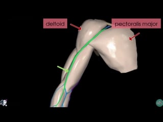Upper limb veins 3d anatomy tutorial
