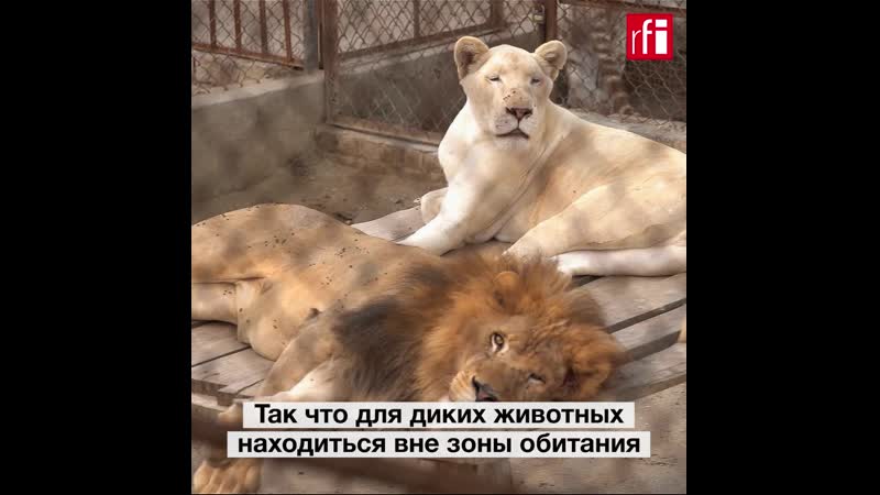 Домашние львы и тигры – опасная модная тенденция в пакистане