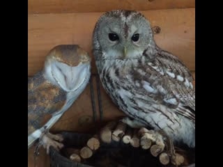 Любовь морковь 🥕