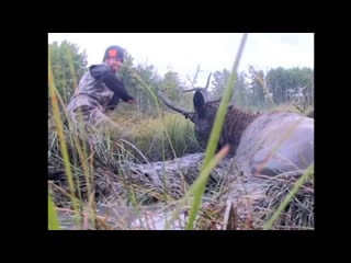 These brave men put themselves in harms way to save this stuck elk credit