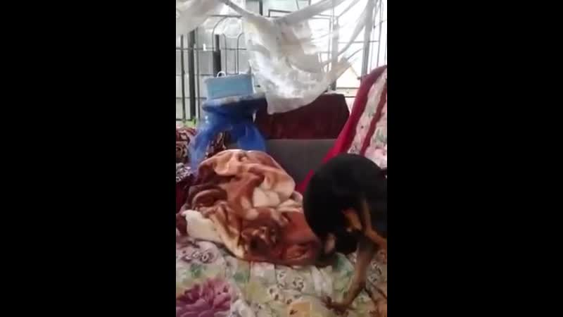 Одиночество сволочь