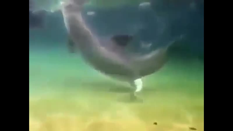 Дельфины спариваются в любое время года