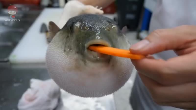 [gachimuchi &amp; jojo] pufferfish eats carrot and sings giornos theme