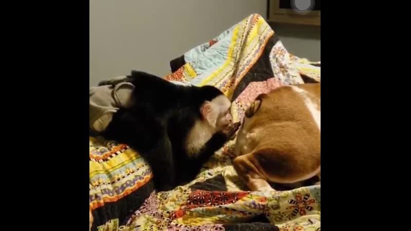 Тупа в карман залез