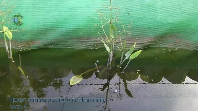Искусственный пруд своими руками для разведения рыбы часть 3