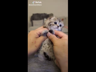 Плюшевый милашка