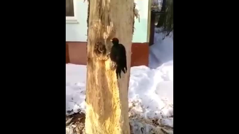 Мне бы его упорство