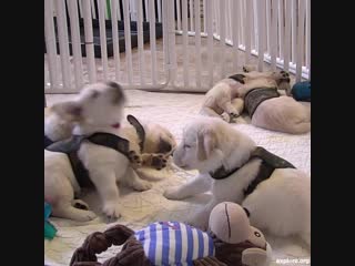 Future service dogs trying to get used to their vests!