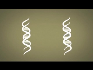 Cell animation fluorescence microscopy