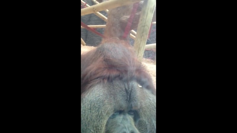 Orangutan kisses pregnant womans belly colchester porn