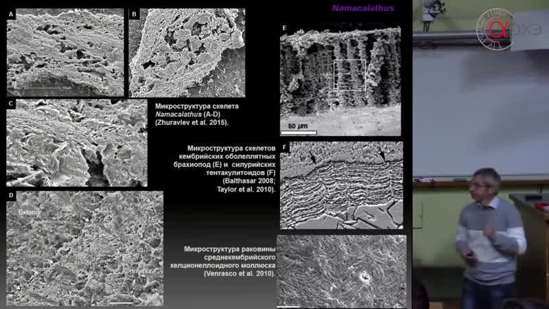 Андрей журавлев кто жил полмиллиарда лет назад в сибири и южной африке