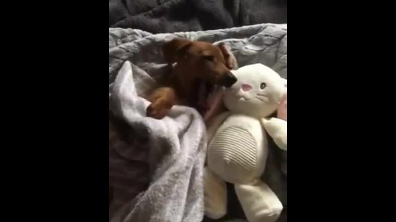 Nap time via huellas adiestramiento canino fb