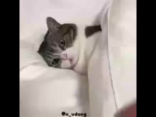 Cute cats clubb 20200318 002915 0 mp4