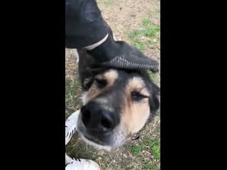 Гуляют лиза, эльза, найда и лучик