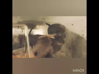 Спаривание у улиток (маргината маргината wc)