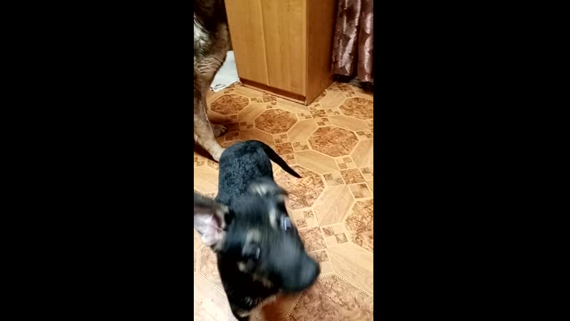 Рамина и внуча афина