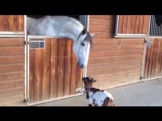 Козленок «танцует» перед взрослой лошадью