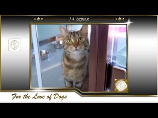 Пол о"грэди из любви к собакам 14 серия / paul o'grady for the love of dogs 2x07