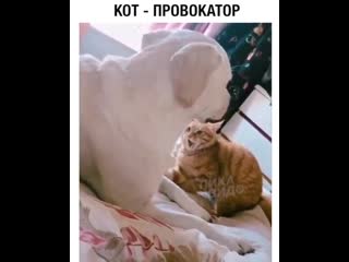 Территорию кровати отжимает 😂