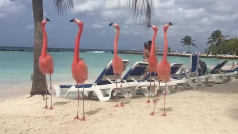 Anthony lucia,galina trigubciuc, alina ungureanu,natalia grosu, daniela malanca,iana limar, prodan elena, daniela corj fetele