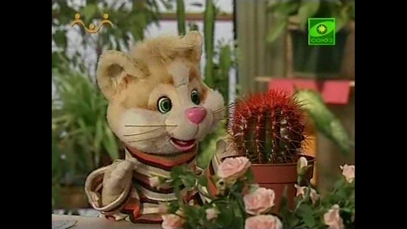 Зимний сад бегония