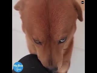 Милашки песики дачный век