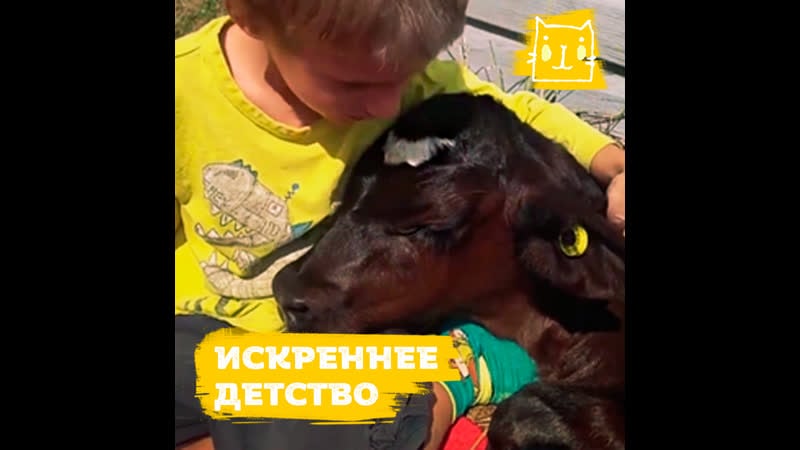 Теленок уснул на коленях у мальчика