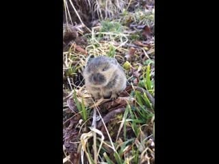 An adorable little pika