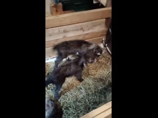 Video 20210103 202412 mp4