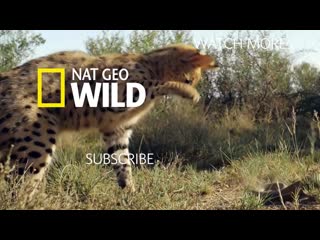 Детёныши исчезающего ирбиса замечены в дикой природе nat geo wild