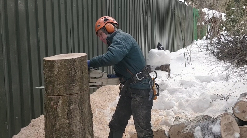 Аккуратная вырубка берёзы у забора