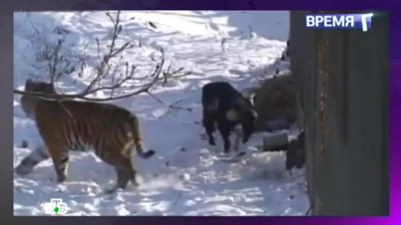 Басня "амур и тимур" #галыгин