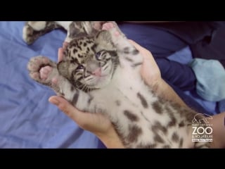 Comfy cute clouded leopard cub