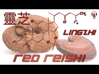 Reishi is a wimpy adaptogen but there are 9 reasons to use it anyways