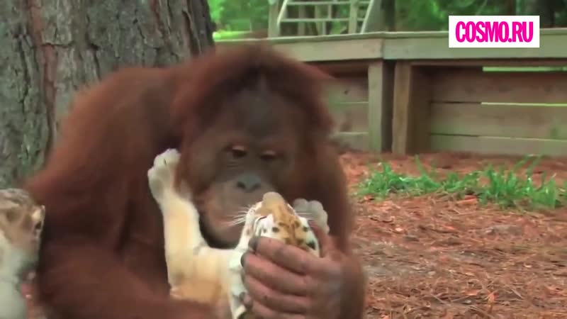 Орангутанг и тигрята