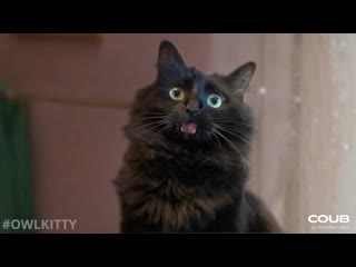 Home alone with my cat